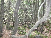 Serruggeri - Quercus_ilex_201011121 062.jpg